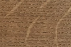 Fossil stain