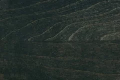 Forest Black stain